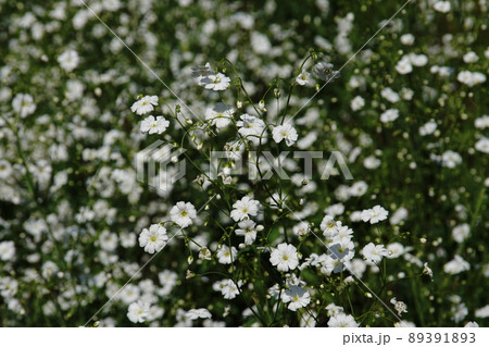 カスミソウ Annual Baby's-breath カスミソウ Annual Baby's-breath 89391893