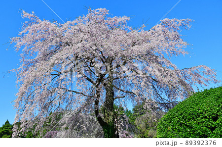 碧空に聳える仙台市北山の枝垂れ桜 89392376