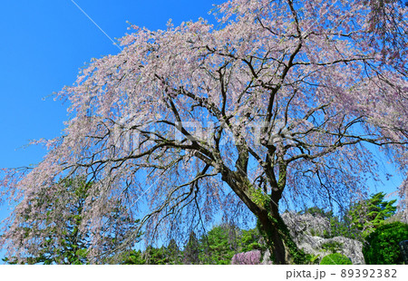 碧空に聳える仙台市北山の枝垂れ桜 89392382
