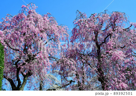 碧空に聳える仙台市北山の枝垂れ桜 89392501