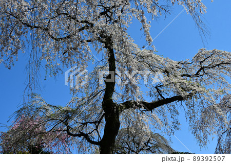 碧空に聳える仙台市北山の枝垂れ桜 89392507