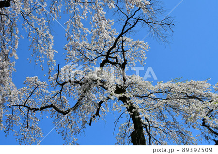碧空に聳える仙台市北山の枝垂れ桜 89392509