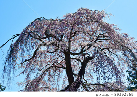 碧空に聳える仙台市北山の枝垂れ桜 89392569