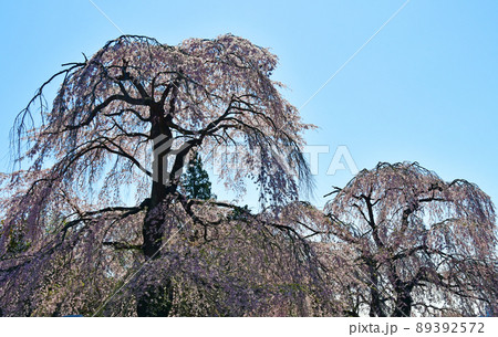 碧空に聳える仙台市北山の枝垂れ桜 碧空に聳える仙台市北山の枝垂れ桜 89392572
