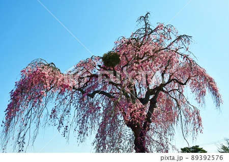 碧空に聳える仙台市北山の枝垂れ桜 89392576
