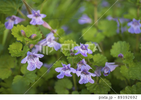 カキドオシの花をクローズアップ/4月 カキドオシの花をクローズアップ/4月 89392692
