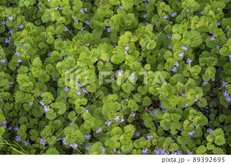 上から見下ろした画面一杯のカキドオシ/4月 上から見下ろした画面一杯のカキドオシ/4月 89392695