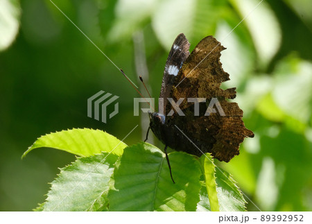 木の葉に止まるルリタテハ 木の葉に止まるルリタテハ 89392952