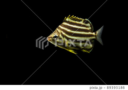 カゴカキダイの幼魚 カゴカキダイの幼魚 89393186