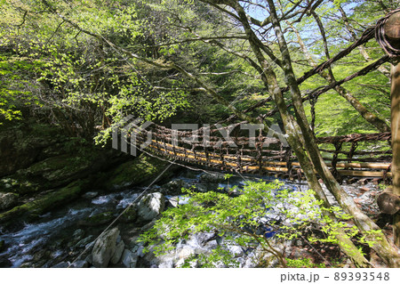 徳島県三好市　奥祖谷二重かずら橋　女橋 89393548