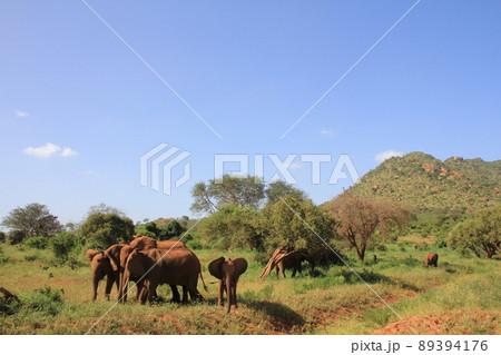 アフリカゾウの家族 89394176