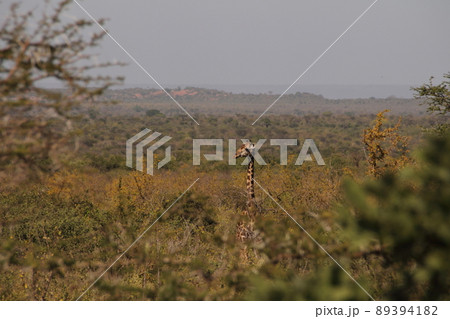 木よりも高いキリン 89394182