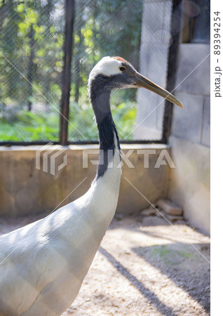 Close up shot of Red-crowned crane quarantine Close up shot of Red-crowned crane quarantine 89394254
