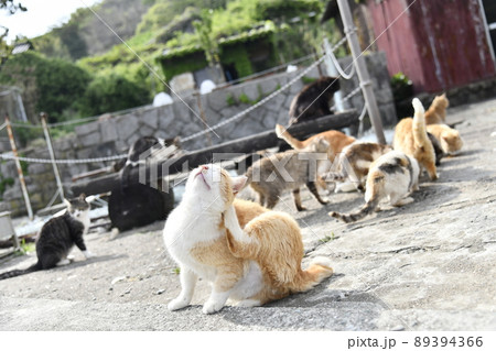 猫の楽園 89394366