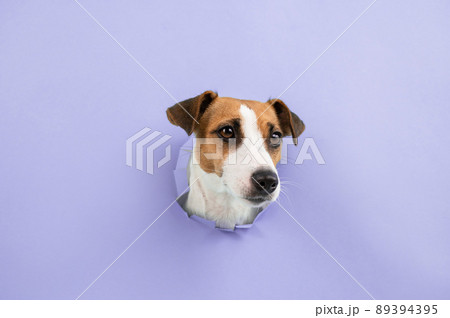 Funny dog muzzle from a hole in a paper lilac background. Copy space. Funny dog muzzle from a hole in a paper lilac background. Copy space. 89394395