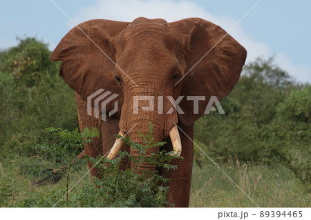 大迫力のアフリカ象正面顔 89394465