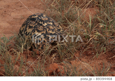 驚いたような眼をしているヒョウモンリクガメ 89394468