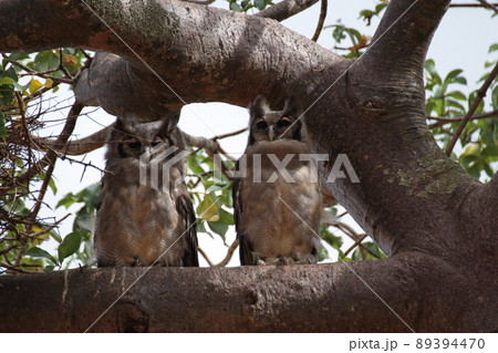 少しお眠のクロワシミミズク のペア 89394470