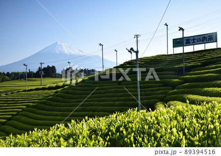 日本の原風景・茶畑　＜天間の茶畑＞ 89394516