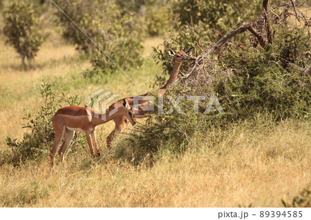 ゲレヌクの美人姉妹 ゲレヌクの美人姉妹 89394585