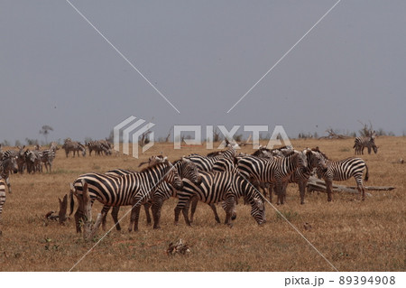 シマウマの群れ 89394908