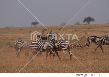 決闘中のシマウマ 決闘中のシマウマ 89394909