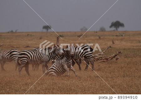 シマウマ対決、勝負あり 89394910