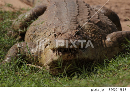 正面から見たナイルワニ 89394913
