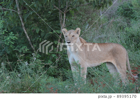 立ち姿のメスライオン 89395170