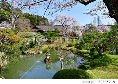 宮城県 塩釜市 志波彦神社・塩釜神社 神苑の桜 宮城県 塩釜市 志波彦神社・塩釜神社 神苑の桜 89395219