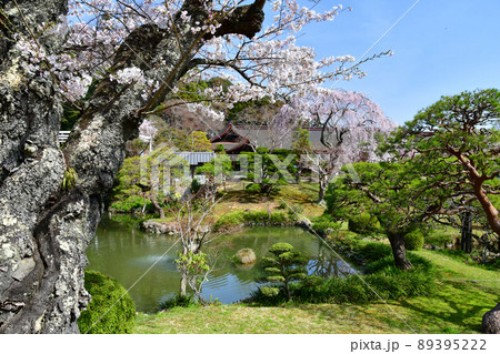 宮城県 塩釜市 志波彦神社・塩釜神社 神苑の桜 宮城県 塩釜市 志波彦神社・塩釜神社 神苑の桜 89395222