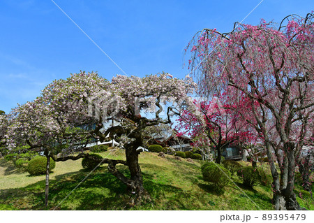 宮城県　塩釜市　志波彦神社・塩釜神社　貴賓館の桜 89395479