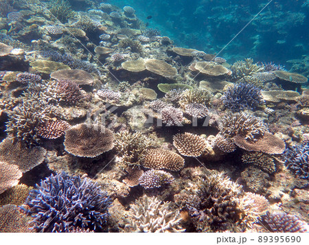 蘇ってきたサンゴたち 89395690