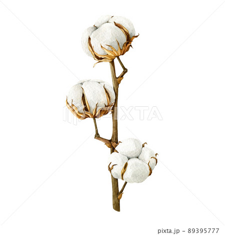 Cotton plant stem. Watercolor illustration. Hand drawn organic cotton element. White fluffy agriculture gossypium plant. Isolated on white background 89395777