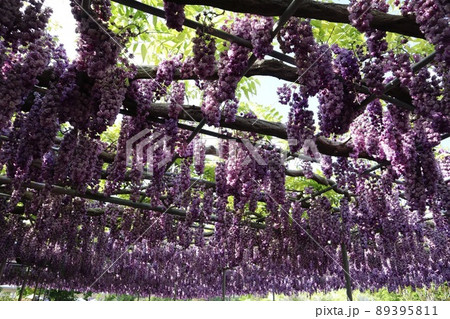 《杤木県・足利フラワーパーク》葡萄のように咲いた八重藤 89395811