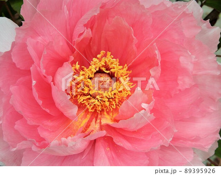 芍薬 芍薬 89395926