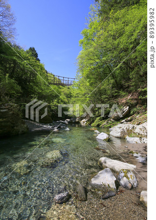 徳島県三好市　奥祖谷二重かずら橋　男橋と祖谷渓 89395982