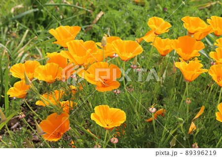 春の日本の野原に咲くカリフォルニアポピーのオレンジ色の花 春の日本の野原に咲くカリフォルニアポピーのオレンジ色の花 89396219