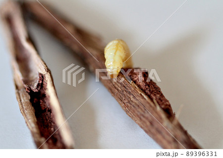 野ブドウに棲みついた天然ブドウ虫 野ブドウに棲みついた天然ブドウ虫 89396331