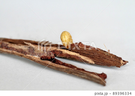 野ブドウに棲みついた天然ブドウ虫 89396334