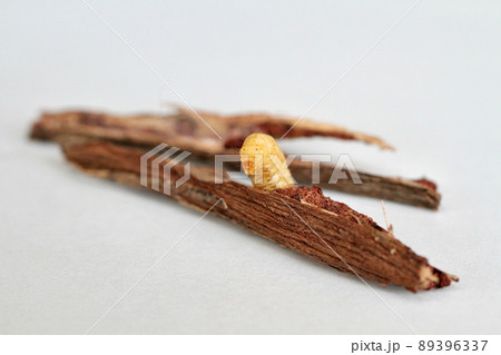 野ブドウに棲みついた天然ブドウ虫 89396337