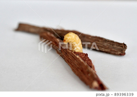 野ブドウに棲みついた天然ブドウ虫 89396339