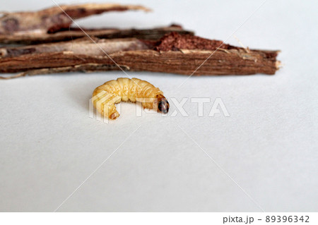 野ブドウに棲みついた天然ブドウ虫 89396342