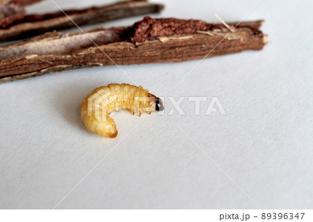 野ブドウに棲みついた天然ブドウ虫 89396347