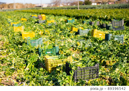Abundance of fresh green celery harvest on plantation Abundance of fresh green celery harvest on plantation 89396542
