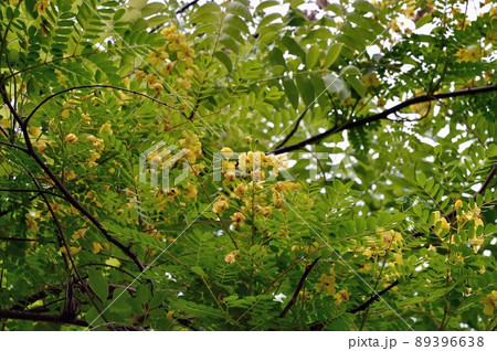 ジャケツイバラの花 89396638