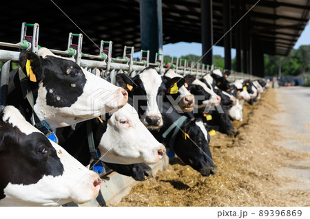 Farm cowshed with milking cows eating hay Farm cowshed with milking cows eating hay 89396869