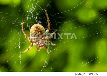 コゲチャオニグモ（オニグモ） 89397529