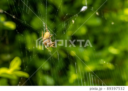 コゲチャオニグモ(オニグモ) コゲチャオニグモ(オニグモ) 89397532
