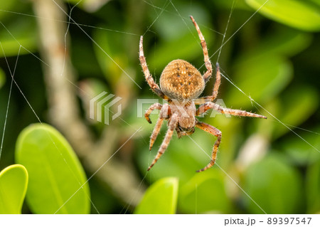 コゲチャオニグモ（オニグモ） 89397547